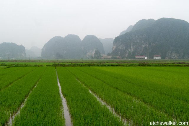 Du riz - Ninh Binh