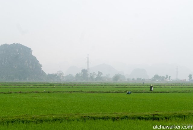 Du riz - Ninh Binh