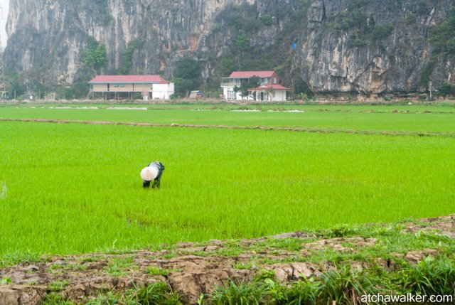 Et encore du riz! - Ninh Binh