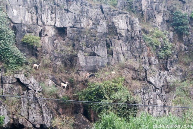 Les biquettes font de la grimpette - Ninh Binh