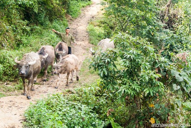 Journée trek - Ha Giang