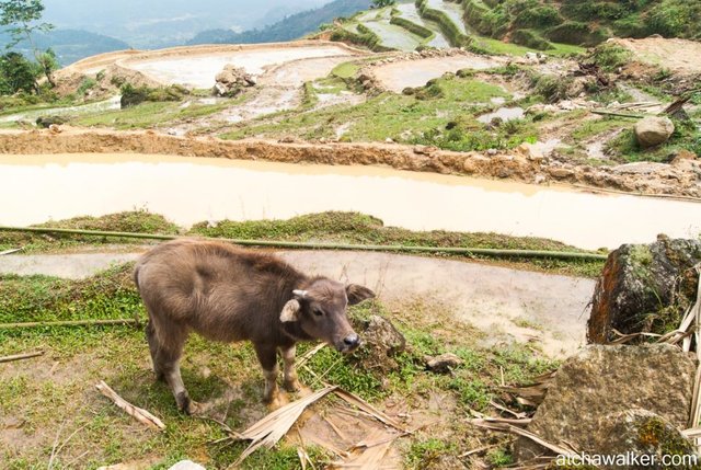 Journée trek - Ha Giang