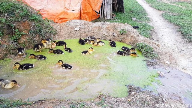 Journée trek - Ha Giang