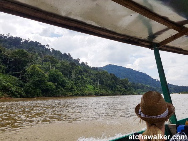 Taman Negara - Malaisie