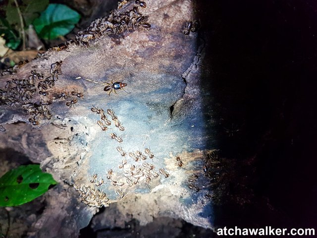 Des termites - Taman Negara - Malaisie