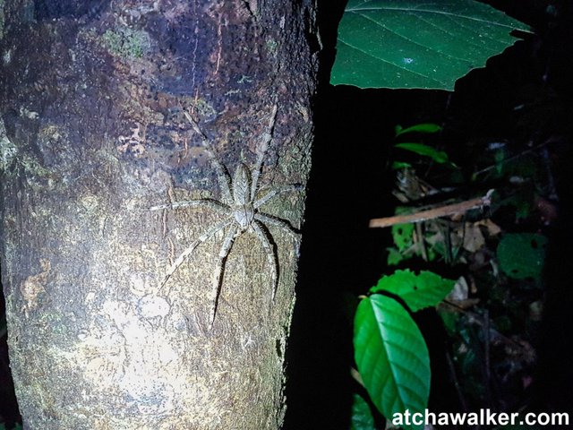 Une araignée - Taman Negara - Malaisie