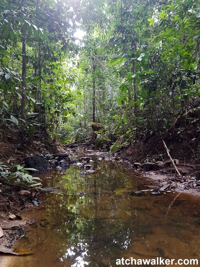 Taman Negara - Malaisie