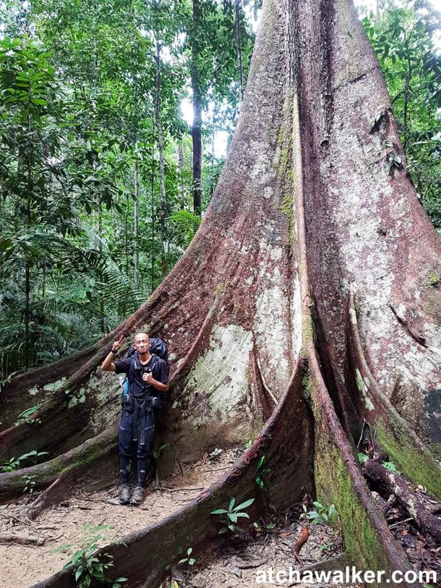 Ajip, notre guide passionné ! - Taman Negara - Malaisie