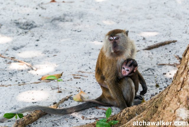 Parc national - Penang - Malaisie