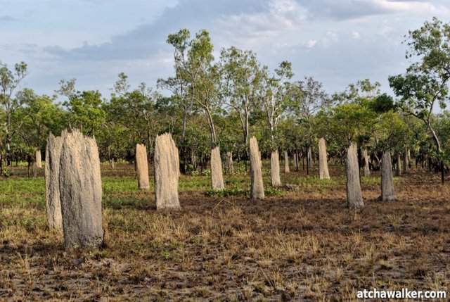 Termitières magnétiques. La forme particulière permet de mieux gérer les écarts extrêmes de température de l’Australie, en maximisant l’exposition au soleil le matin et le soir, et en limite les effets lorsque que le soleil est au zénith. Une clim’ naturelle en quelque sorte.