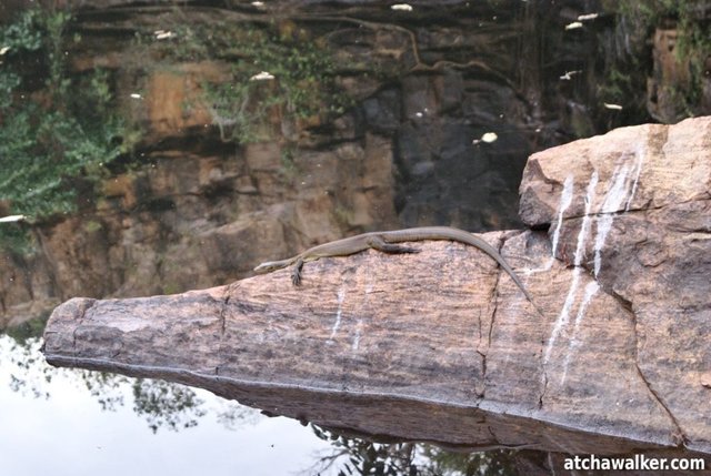 Un varan sur son rocher à la Galvans Gorge