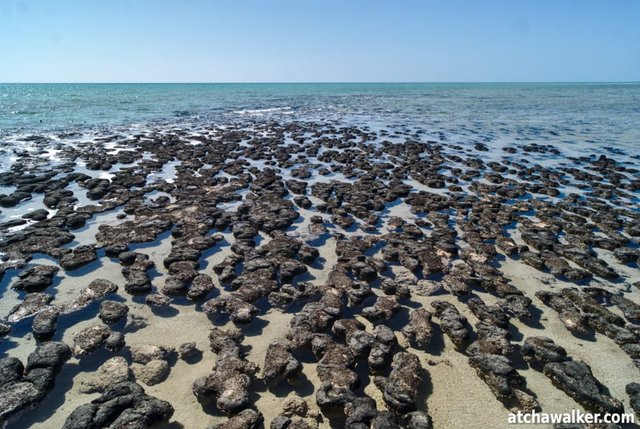 Hamelin Pool Marine Nature Reserve - Shark bay