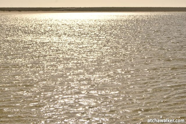 Shell Beach - Shark Bay