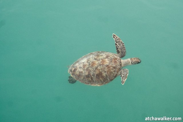 En attendant que les dauphins se décident à montrer leurs ailerons, j’ai tout le loisir d’observer cette belle tortue depuis le ponton.