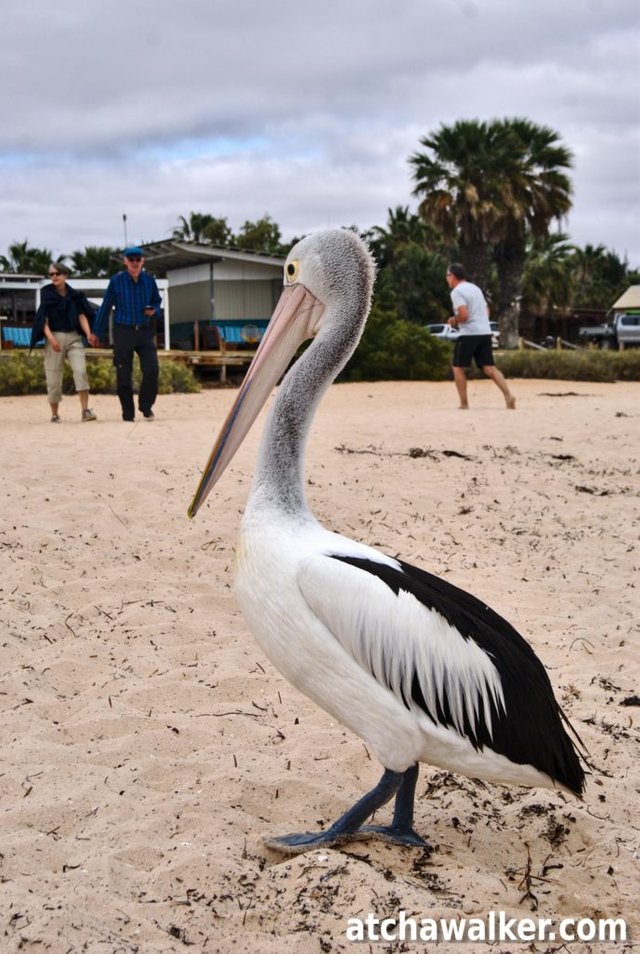 C'est un pélican de taille moyenne, mesurant de 1,6 à 1,8 mètre de long pour une envergure de 2,3 à 2,5 mètres et pèse de 4 à 10 kilogrammes. Son plumage est blanc avec du noir sur le bord des ailes. Le bec, rose pâle, est le plus grand bec d'oiseau connu avec une longueur record de 50 cm. Pélican à lunettes - Monkey Mia