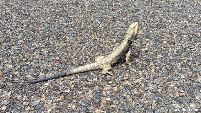 You shall not pass ! Un lézard pas peu fier au milieu de la route.