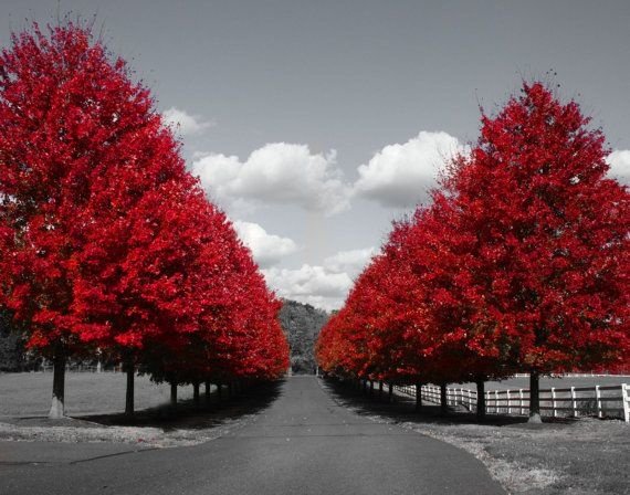 Red Tree My 4k Photo Wallpaper With Black And White