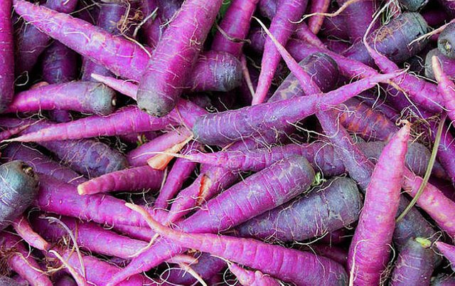 What Colour Were Carrots Originally Steemit