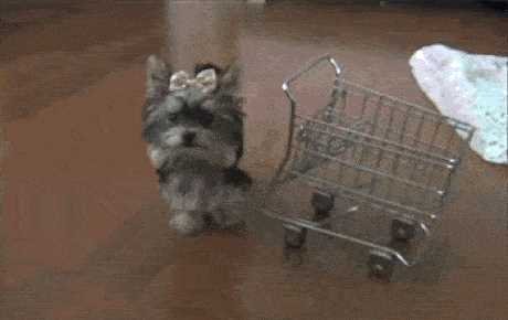 dog shopping cart