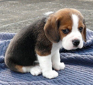 Sad Puppy — Steemit
