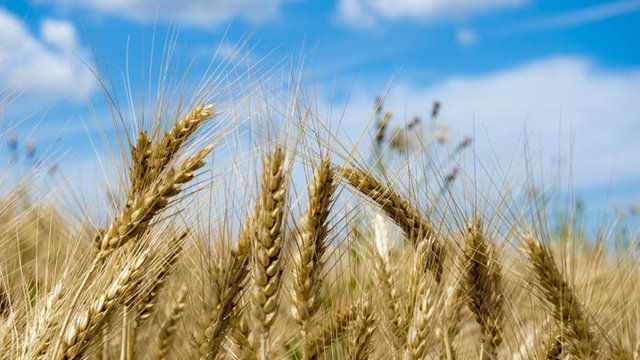 نتيجة بحث الصور عن ‪big wheat‬‏