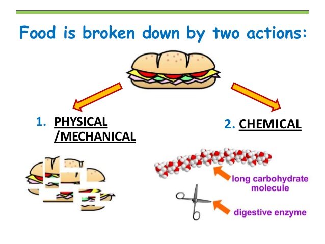 Human Anatomy Part 4 Digestive System Steemit