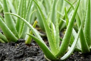 Aloe vera plant