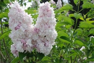 white lilac 