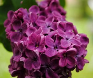 lilac flowers