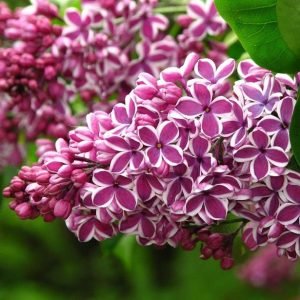 lilacs