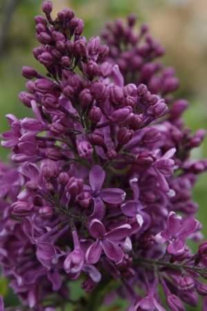 purple lilac