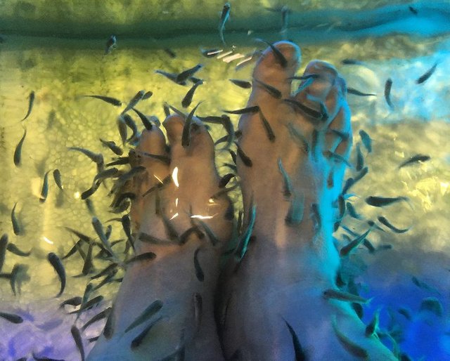 Fish Spa Experience