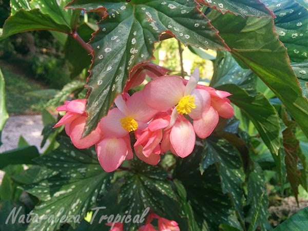 Begonias For Baskets Steemit