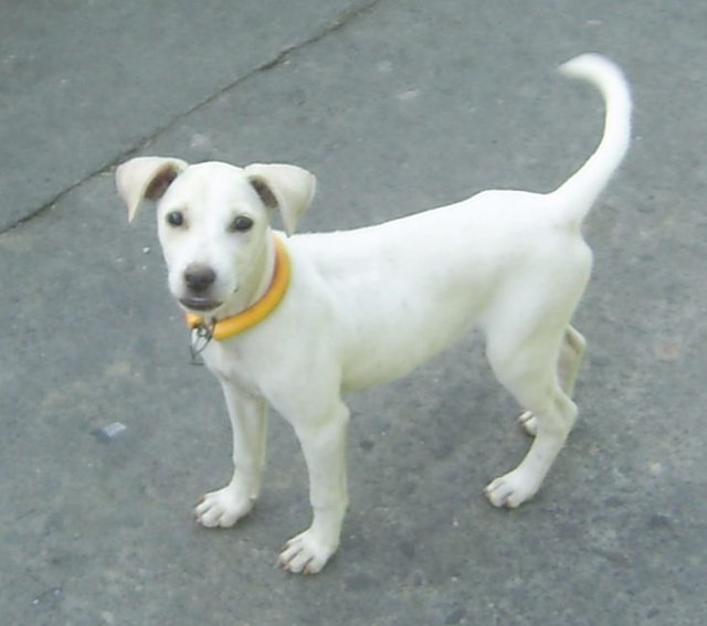 Great Dog Breed Aspin Steemit