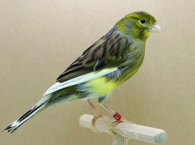 My Experience In The Breeding Of The Domestic Canary And The Canariculture Steemit
