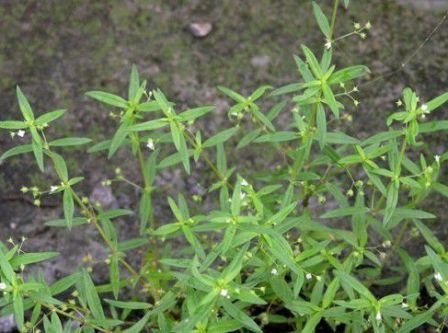 The Pearl Grass For Health Steemit