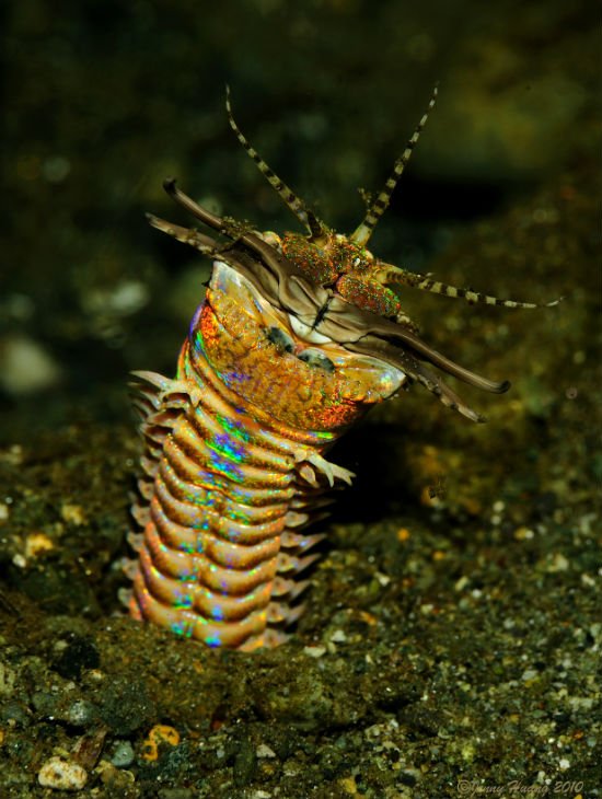 Bobbit Worm Rainbow