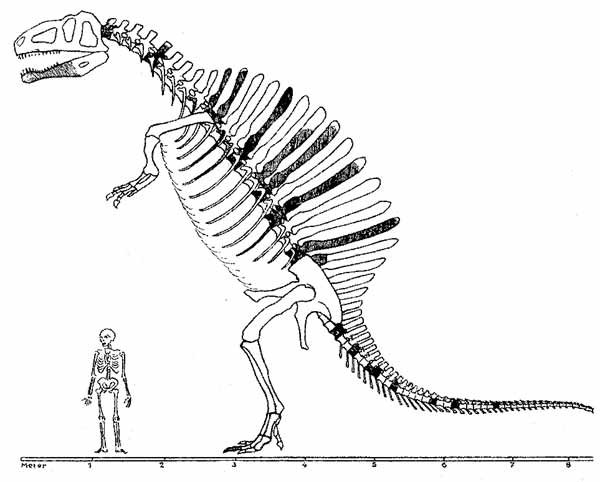 rekonstrukcja spinozaura wykonana przez Ernsta Stromera w 1936 roku, na ciemno zaznaczono szczątki holotypu