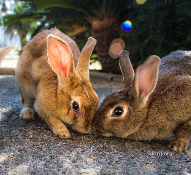 bunny kiss