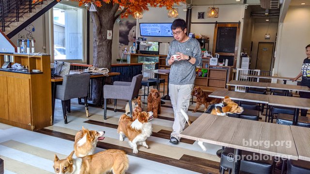 bangkok dog cafe