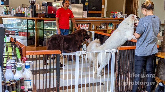 bangkok dog cafe