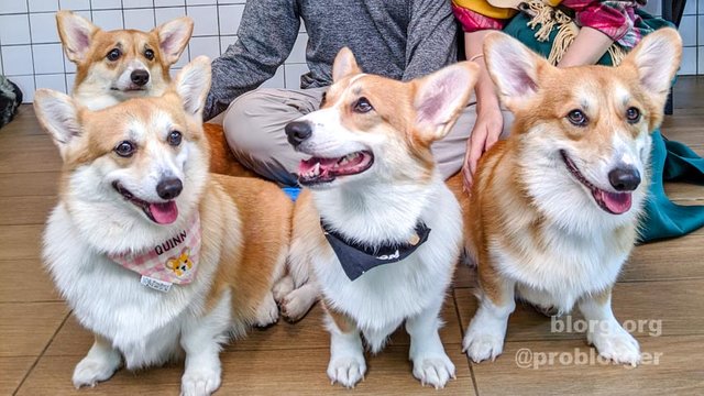 Bangkok Corgi Cafe