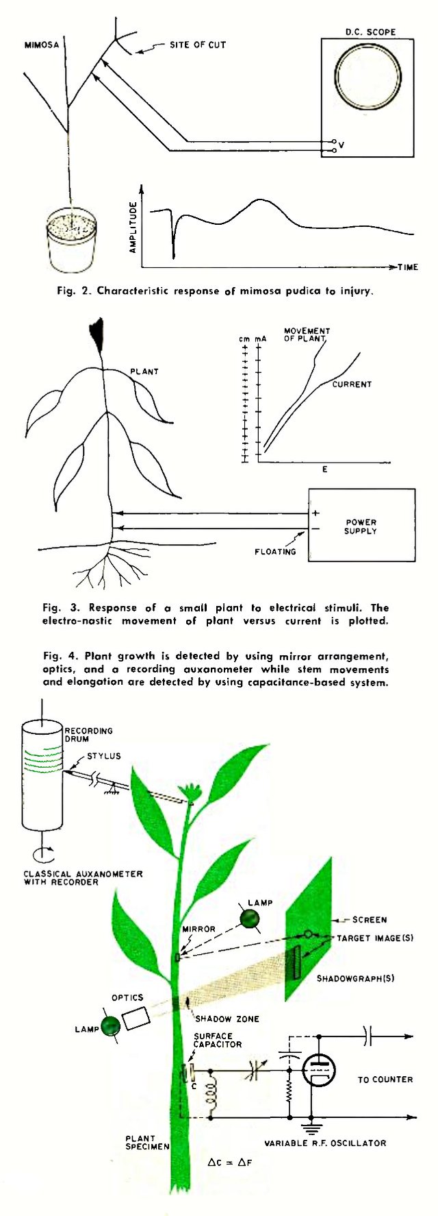 Fig. 2. Characteristic response of mimosa pudica to injury. (Diagram of plant, site of cut, and d.c. scope lines) :: Fig. 3. Response of a small plant to electrical stimuli. The electro-nastic movement of plant versus current is plotted. (Diagram of plant, connected to power supply, chart of current to plant movement) :: Fig. 4. Plant growth is detected by using mirror arrangement optics, and a recording auxanometer while stem movements and elongation are deteicted using capacitance-bases systems