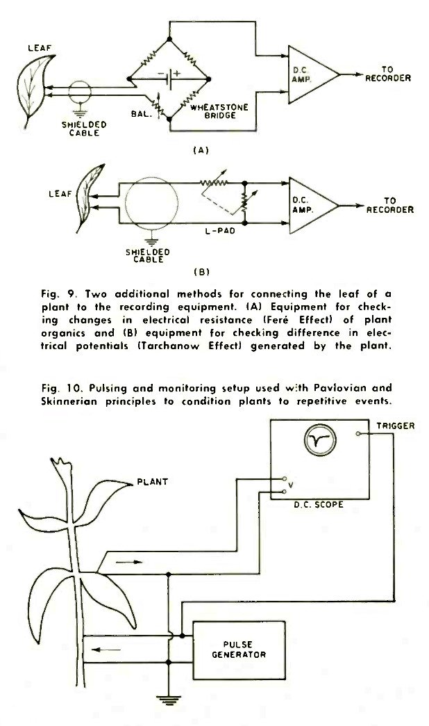 Fig. 9. Two addition methods for connecting the leaf of a plant to the recording equipment. (A) Equipment for checking changes in electrical resistance (Fere Effect) of plant organics, and (B) equipment for checking difference in electrical potentials (Tarchanow Effect) generated by the plant. :: Fig. 10. Pulsing and monitoring setup used with Pavlovian and Skinnerian principles to condition plants to repetitive events.