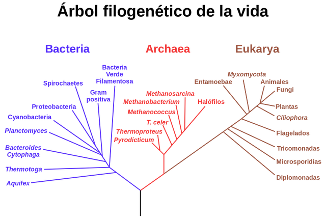 phylogenetic_tree_es-svg