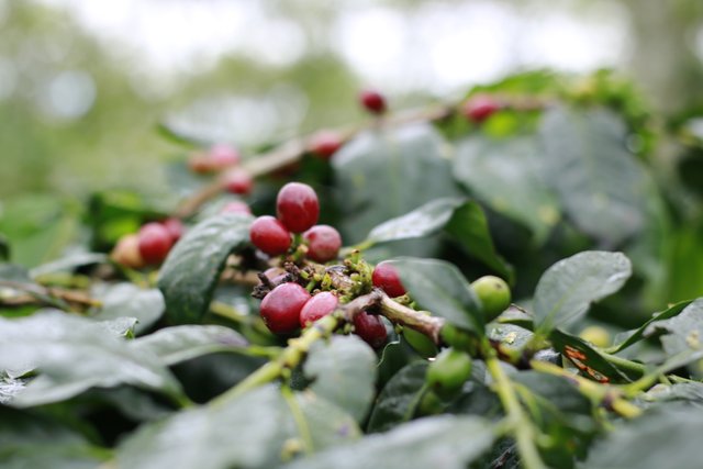 Buah kopi yang di Panen di Festival Panen Kopi 2018