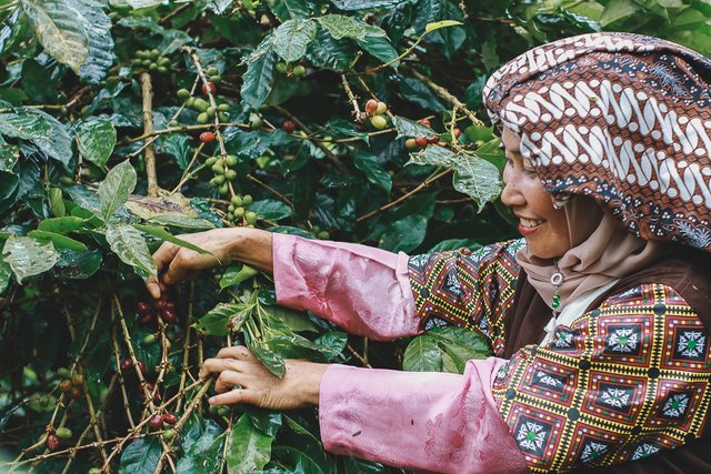 Inen Nuri petani kopi Desa Rembele. (Foto Breedie/Fauzan My)