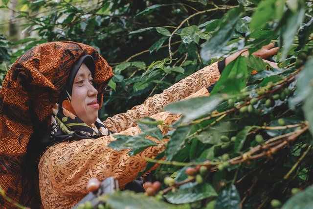 Mak Dimas, petani kopi Desa Rembele, tetangga fotografer. (Foto Breedie/Fauzan My)