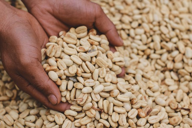 Ini namanya kopi gabah, di jual per bambu. Harga perbambu bisa berubah-ubah, saat harga gabah Rp25-35 ribu. Kopi gabah adalah proses basah setelah digiling dari kopi merah segar. (Foto Breedie/Fauzan My)