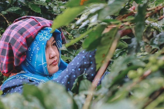 Ibu Nursiti SH dosen UIN Banda Aceh, ikut meramaikan Festival Panen Kopi, tapi tidak semeriah dosen Unsyiah. (Foto Breedie/Fauzan My)